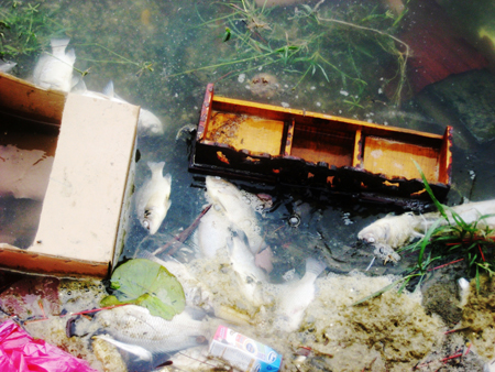 Tình[-]trạng[-]ô[-]nhiễm[-]nghiêm[-]trọng[-]ở[-]Hồ[-]Tây.